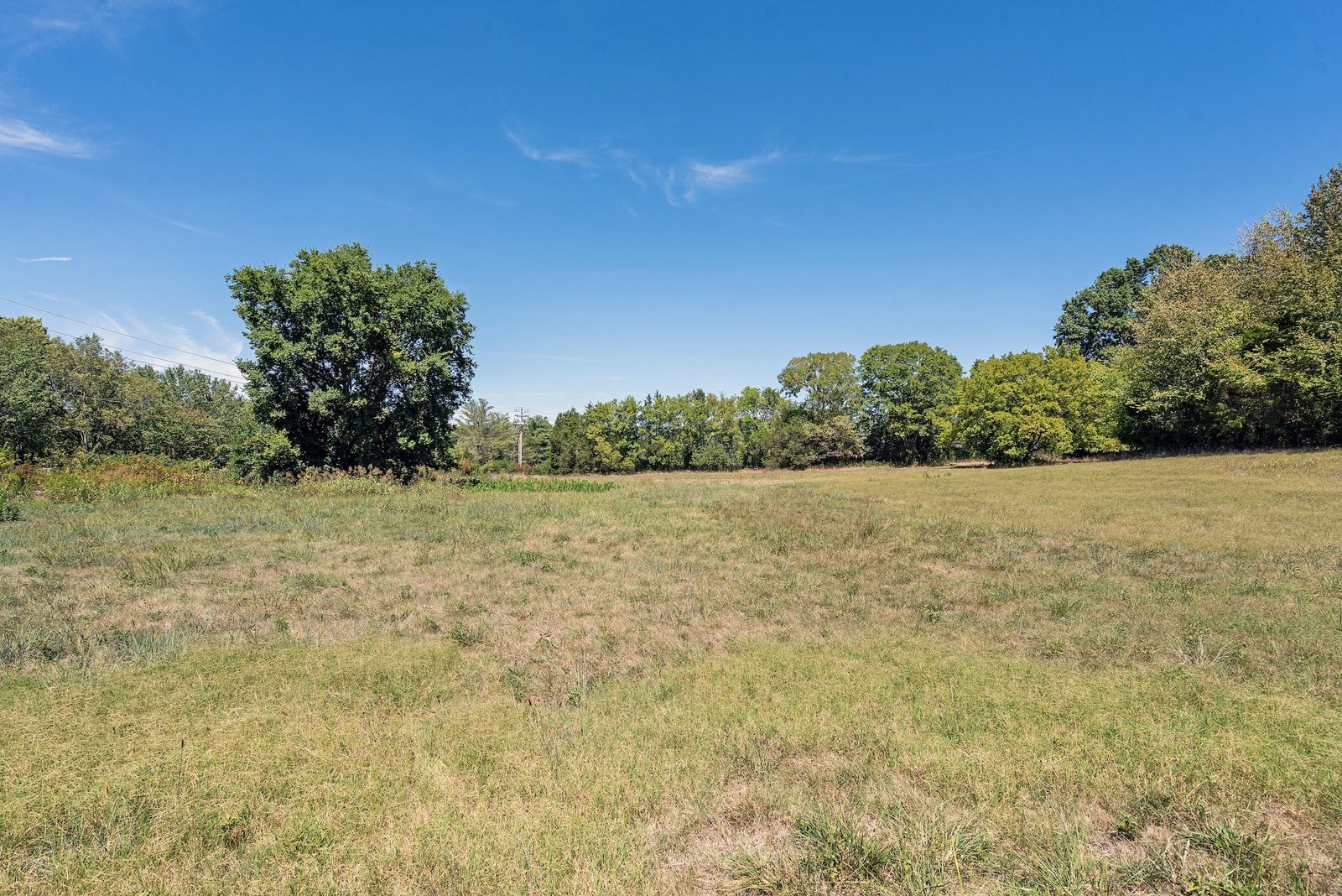 Ground level view across the open pasture toward the tree line